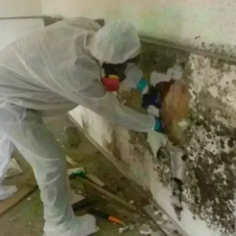 Mold Remediation and Removal in Hawthorne, CA